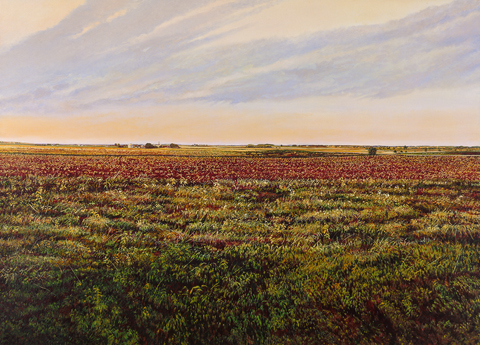 Illinois Landscape 120